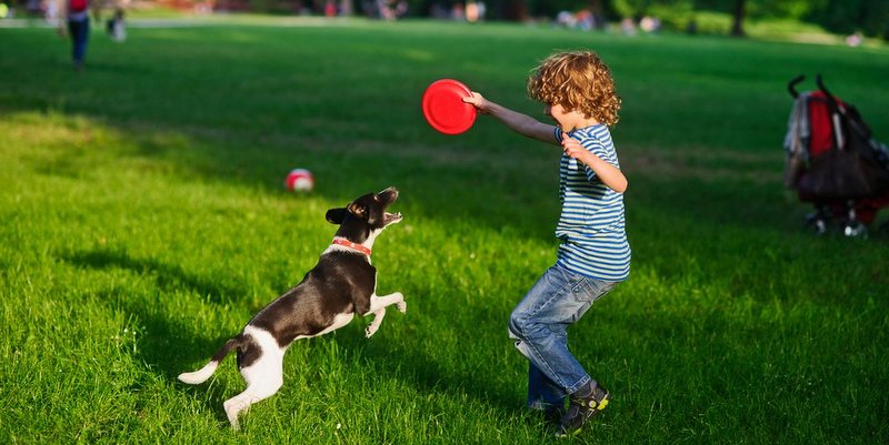 Por qué el juego resulta esencial para garantizar el aprendizaje y el estado doméstico de los perros