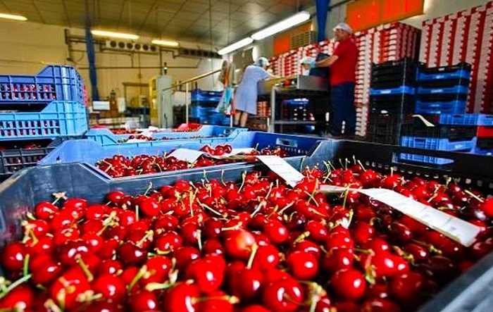 En esta temporada se enviaron 190 toneladas de cerezas mendocinas a China