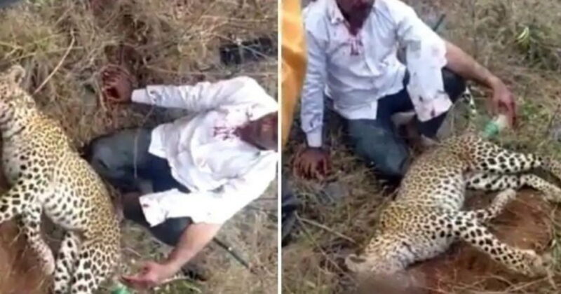 La historia del padre que mató a un leopardo con sus manos para defender a su hijo