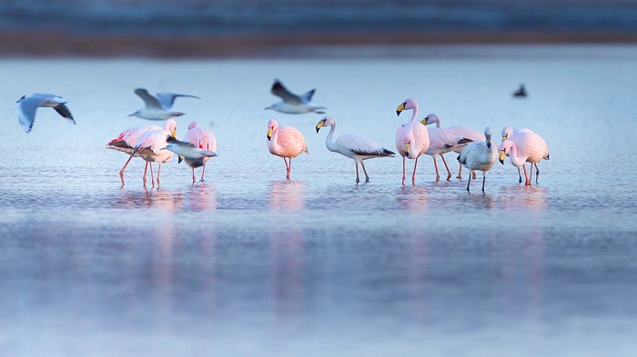 Impulsan la creación del mayor parque nacional del país en la laguna de Mar Chiquita