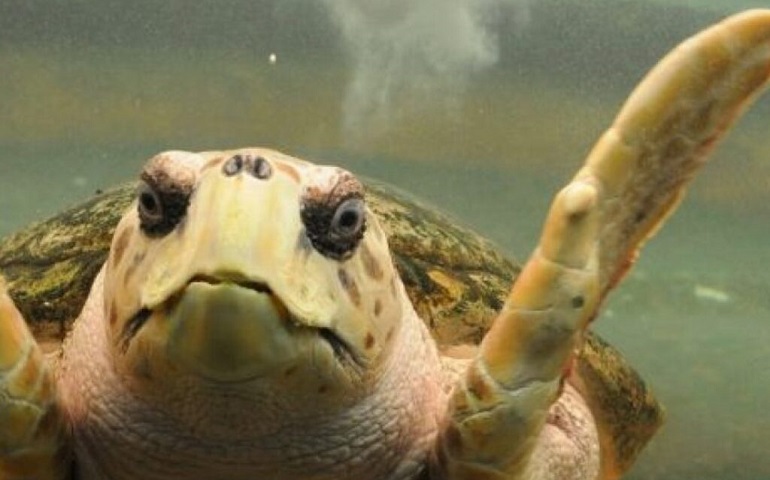 Impulsan la liberación del tortugo Jorge del acuario de Mendoza