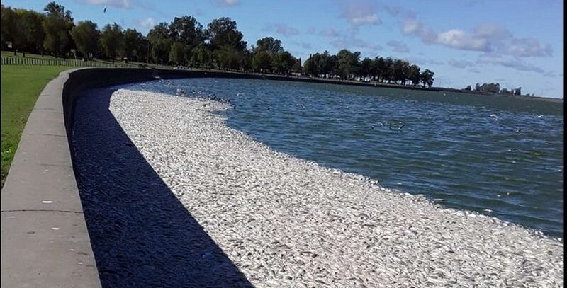 Impactante escena: miles de peces muertos aparecieron en la Laguna de Gómez en Junín