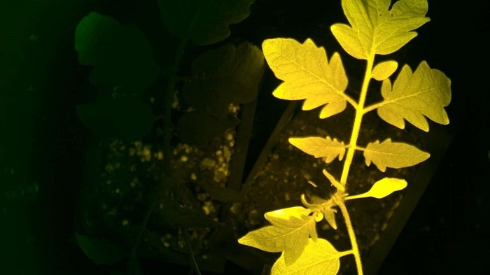Crean una planta de tomate que brilla con colores si le falta agua o la atacan insectos