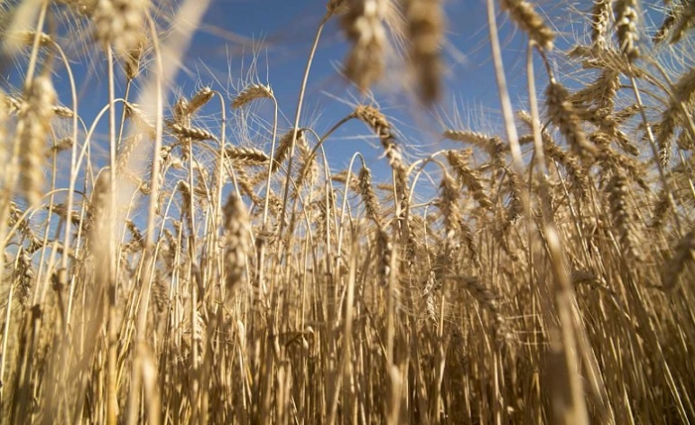 Más viento a favor para la Argentina: será récord el ingreso de divisas por el trigo