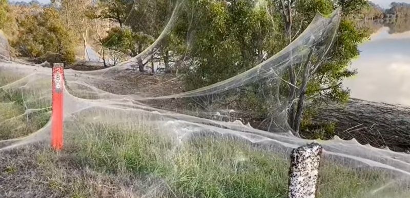 Las enormes telarañas que cubrieron un territorio en Australia tras una tempestad