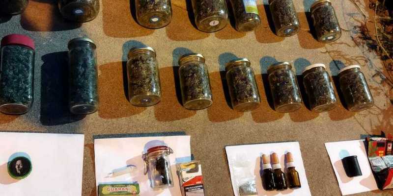 Detuvieron a una docente que tenía un vivero de marihuana en su casa