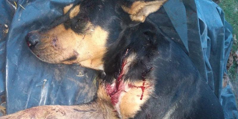 La policía realizó un operativo por un caso de maltrato animal