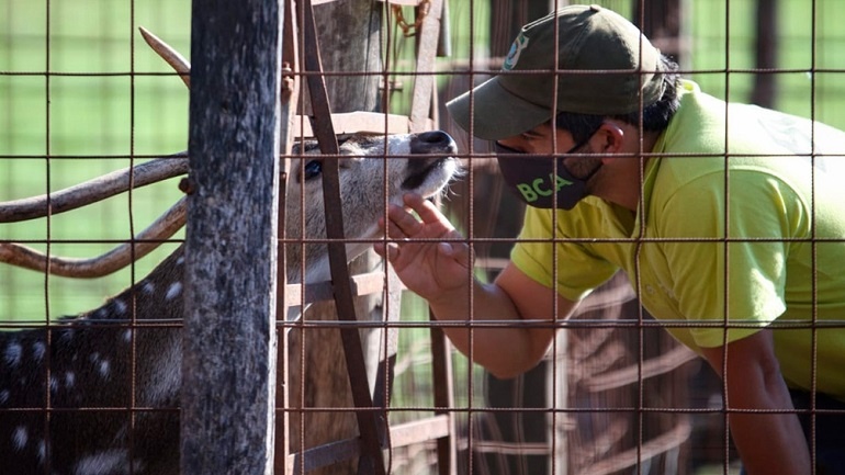Trasladaron a un santuario natural a cinco ciervos que eran mantenidos como mascotas
