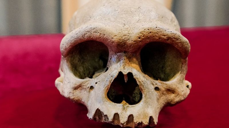 “Hombre dragón”: el sorprendente hallazgo en China de una posible antigua especie humana hasta ahora desconocida