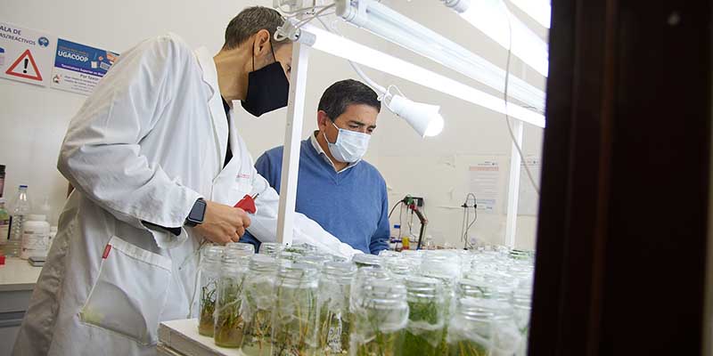 Avanza el proyecto de cannabis medicinal en Alvear