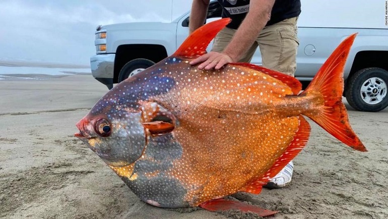 Descubren un pez tropical enorme en una playa del norte de Estados Unidos