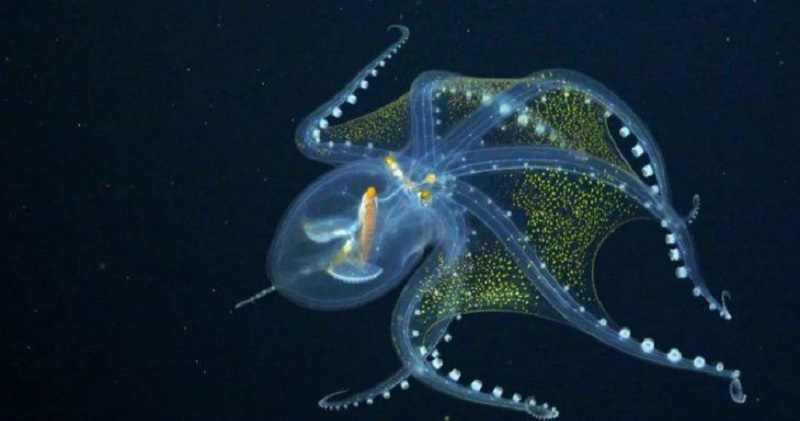 El impresionante pulpo de cristal que apareció en Australia