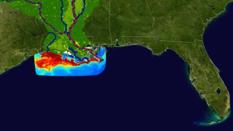 “Zona muerta” del Golfo de México: la preocupante expansión de esta área en la que la vida marina es imposible