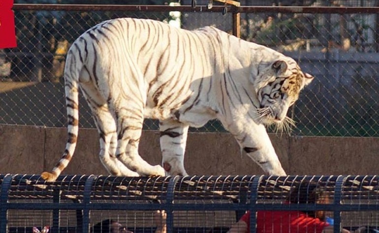 Ataque fatal: un tigre mató a una cuidadora en un zoológico de Chile