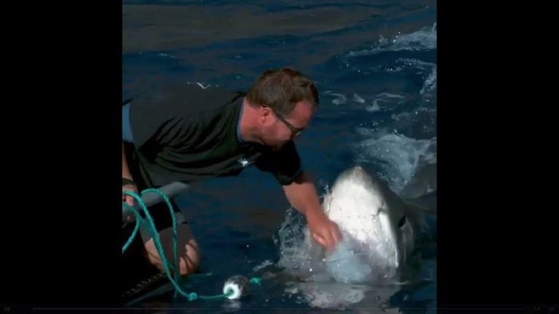 Quiso acariciar a un tiburón y el animal casi le arranca la mano Jimi Partington es un experto buceador que se dedica a estudiar a esta especie