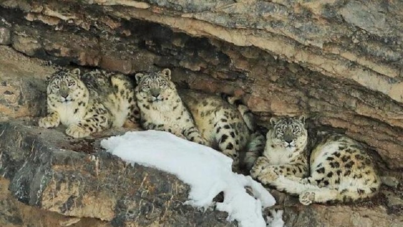 Un fotógrafo esperó tres años para captar la imagen de un leopardo de las nieves