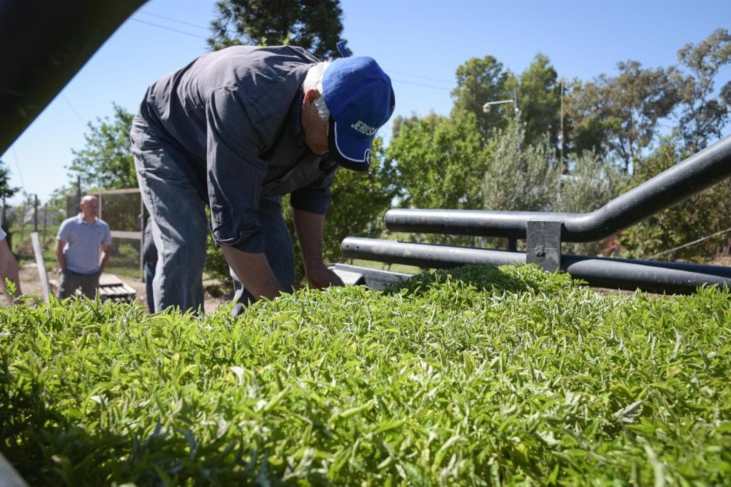 Se entregaron 450 mil plantines de tomate en el marco del Plan Hortícola Departamental