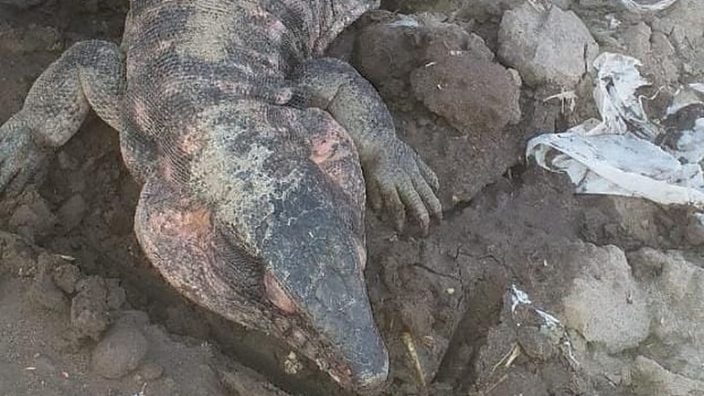 Encontraron un lagarto “gigante” en San Carlos
