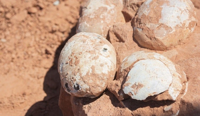 Descubren en Brasil cinco huevos fosilizados de una especie “desconocida” de dinosaurio carnívoro que vivió hace más de 60 millones de años