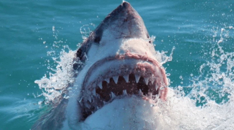 Una turista murió tras ser atacada por un tiburón en una playa de Bahamas