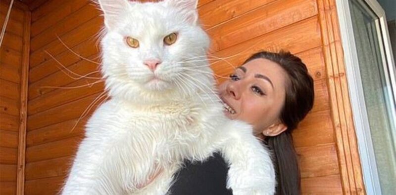 Tiene dos años y no para de crecer: “Mi gato es tan enorme que todos piensan que es un perro”