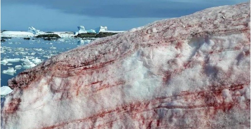 “Nieve de sangre”: el espeluznante fenómeno que afecta a la Antártida
