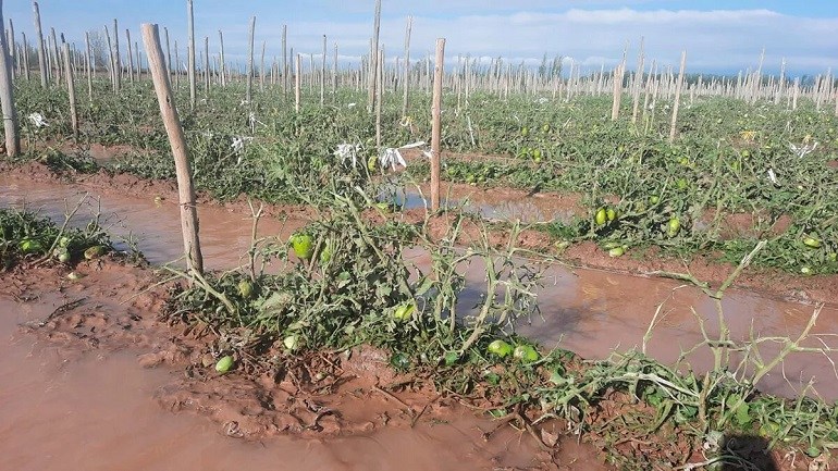 Nación declaró la emergencia y desastre agropecuario en 12 comunas de Mendoza por la caída de granizo