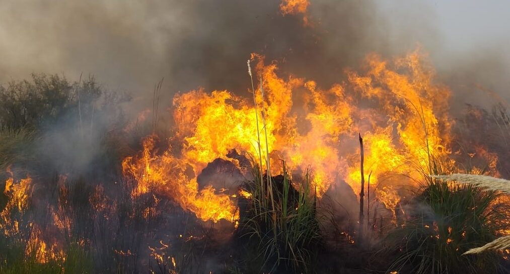 Gran incendio de malezas en La Escandinava