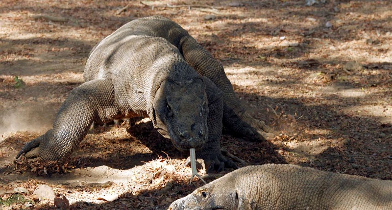 Más de la quinta parte de los reptiles de todo el planeta está en peligro de extinción