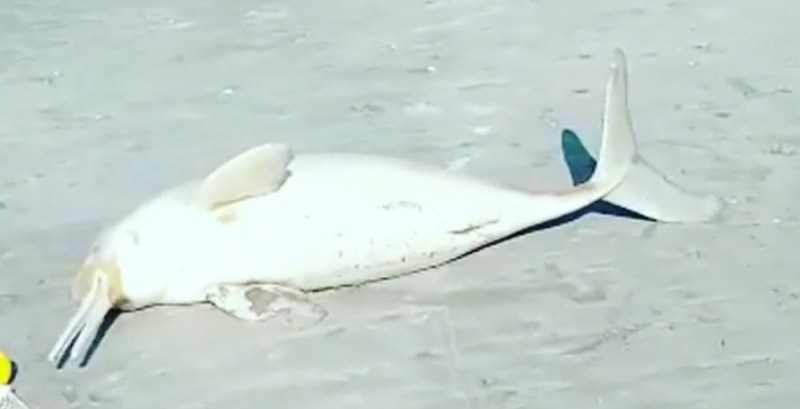 Repudio generalizado contra el hombre que se llevó un delfín de la playa