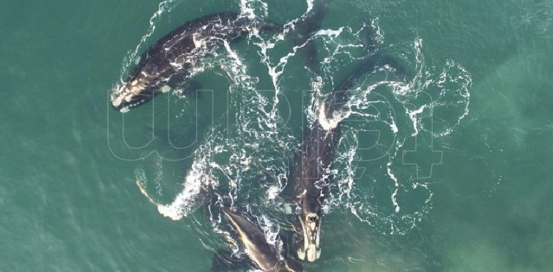 Chubut: la semana próxima se inaugura la temporada de ballenas
