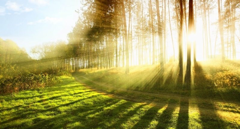 Día Mundial del Medio Ambiente: por qué se celebra el 5 de junio