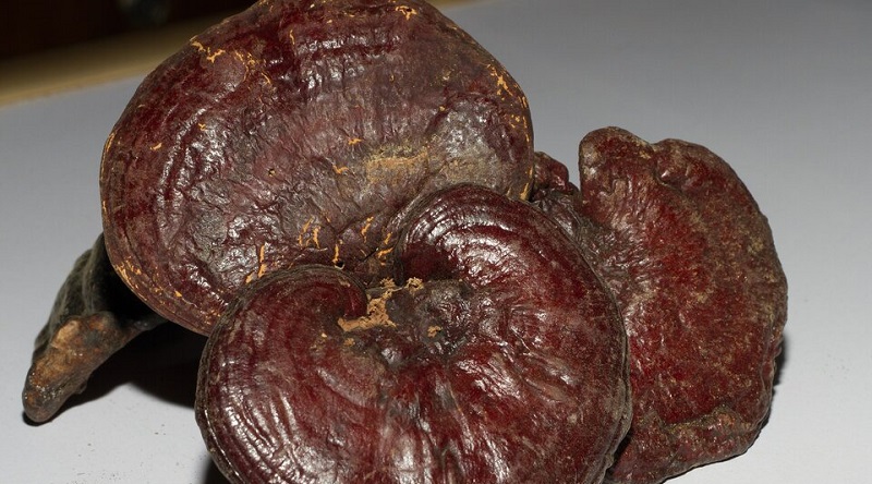 Investigadoras rosarinas crearon un “cuero ecológico” desarrollado a base de hongos