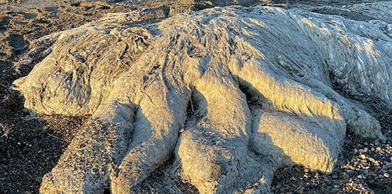 Extraña criatura apareció en las playas de Río Grande