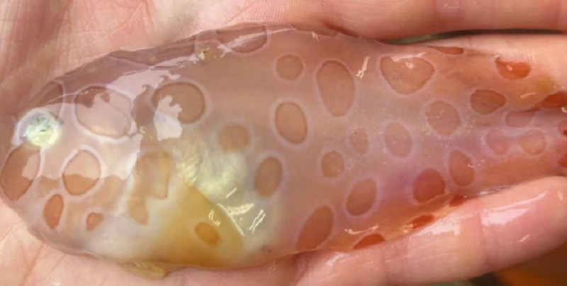 Científicos de aguas profundas encuentran un extraño pez transparente