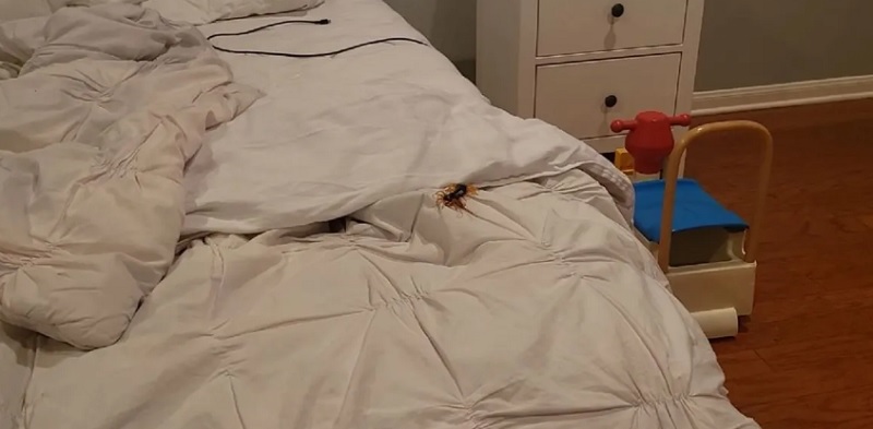 Se despertó y encontró en su cama una extraña criatura: “Sabía que no era algo bueno”