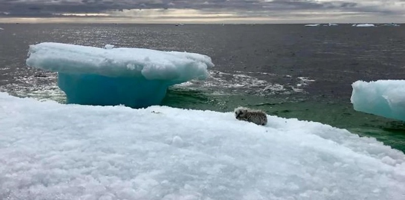 La misteriosa imagen que sorprendió a tres pescadores en un iceberg y los convirtió en héroes