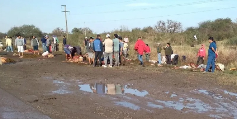 Un camión que transportaba 50 vacas volcó y los vecinos las faenaron al costado de la ruta