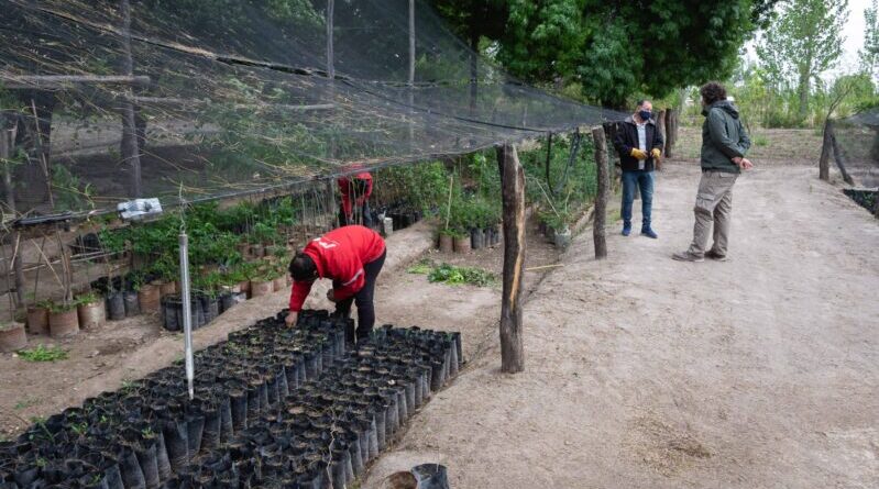 Vecinos de Alvear ya pueden inscribirse para retirar árboles y cortinas forestales