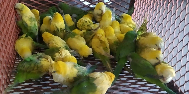 Desteñían loros con agua oxigenada para venderlos como aves exóticas: secuestraron más de 40