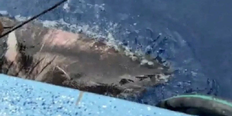 Una rara especie de tiburón fue hallada en Bélice: se cree que puede vivir hasta 400 años