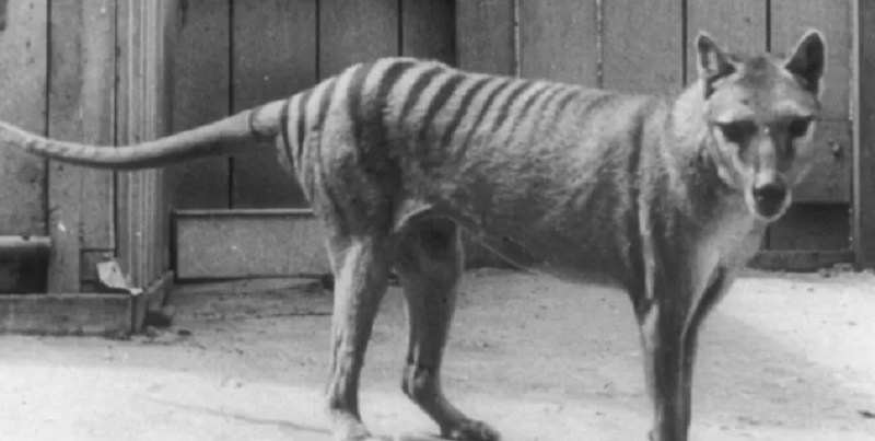 El multimillonario plan para revivir al tigre de Tasmania, extinguido hace 86 años