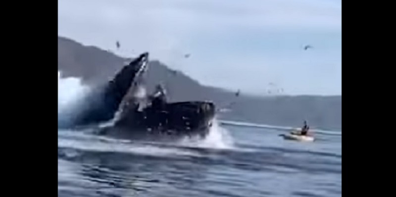 Increíble momento: una ballena se tragó a dos mujeres, las devolvió al mar y todo quedó grabado