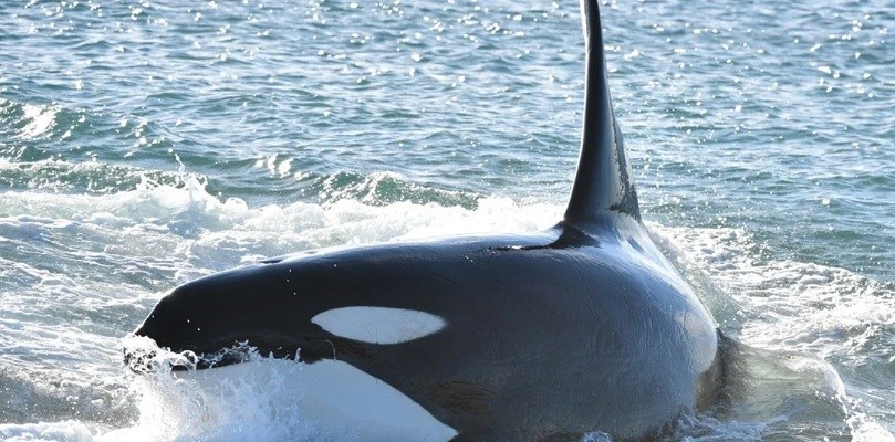Orcas descontroladas en Europa: atacan barcos y llevan salmones muertos de sombrero