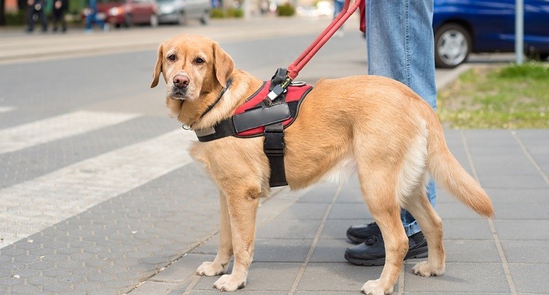 Mendoza adhiere a la Ley Nacional de perros guías