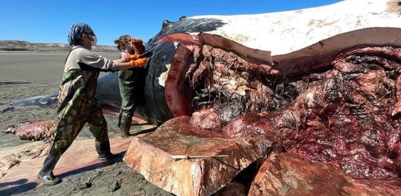 Alerta en Chubut: ya suman 10 las ballenas muertas en una semana y las autoridades trabajan en una hipótesis