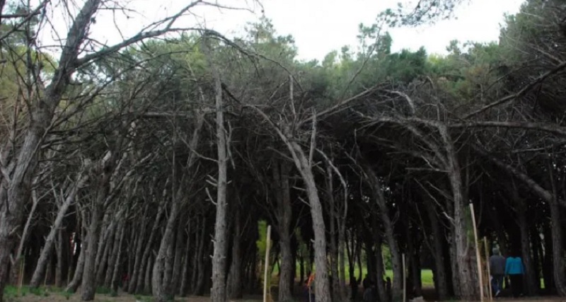 Miramar: el bosque energético a menos de 11km que sorprende a los visitantes