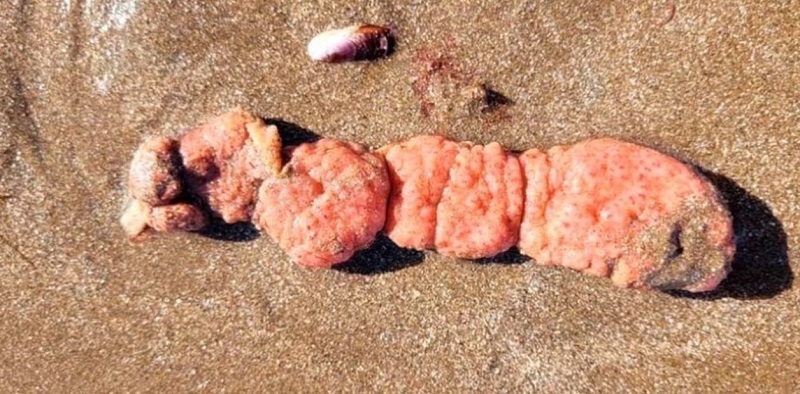 Investigan las “papas de mar” aparecidas en la costa argentina y piden que no las toquen