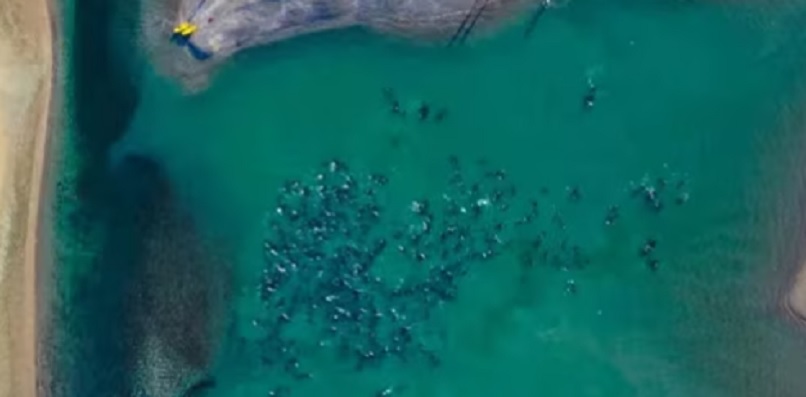 Una “cadena humana” ayudó a rescatar a unos 300 delfines que quedaron varados cerca de Las Grutas