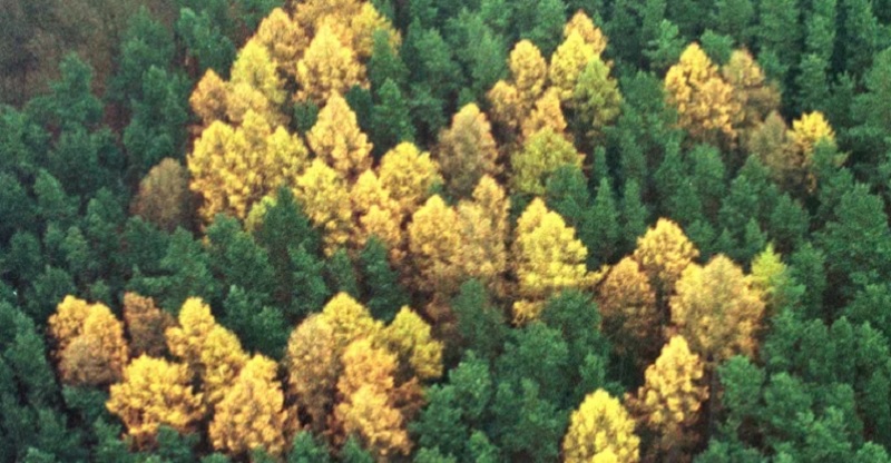 El misterio de los 150 árboles que escondieron una insigna nazi gigante durante medio siglo